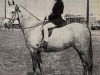 broodmare Cusop Serenade (Welsh-Pony (Section B), 1955, from Bwlch Valentino)