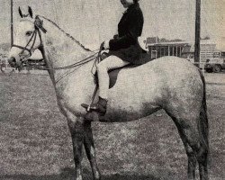 broodmare Cusop Serenade (Welsh-Pony (Section B), 1955, from Bwlch Valentino)