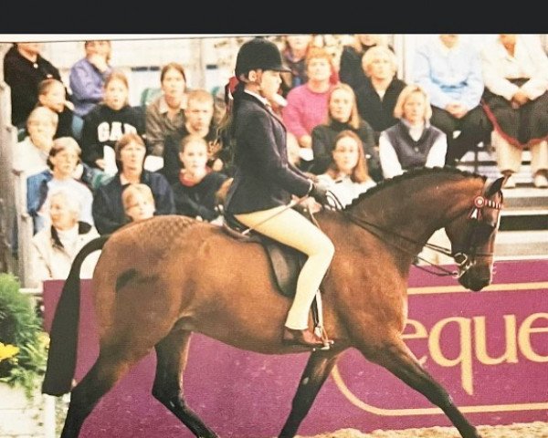 broodmare Rosalyn Spring Meeting (British Riding Pony, 1993, from Lechlade Quince)