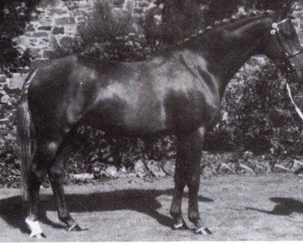 Deckhengst Oakley Roaming Free (British Riding Pony, 1977, von Oakley (C) Bubbling Spring)