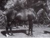 Deckhengst Oakley Roaming Free (British Riding Pony, 1977, von Oakley (C) Bubbling Spring)