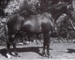 Deckhengst Oakley Roaming Free (British Riding Pony, 1977, von Oakley (C) Bubbling Spring)