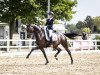 dressage horse Fraya - P (Hanoverian, 2018, from For Dance)