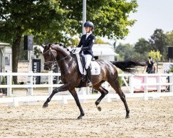 dressage horse Fraya - P (Hanoverian, 2018, from For Dance)