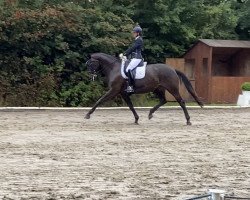 dressage horse Framboise 4 (Westphalian, 2014, from Foundation 2)