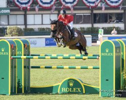 jumper Narcotique V/h Dingenshof (Belgian Warmblood, 2013, from VDL Harley)