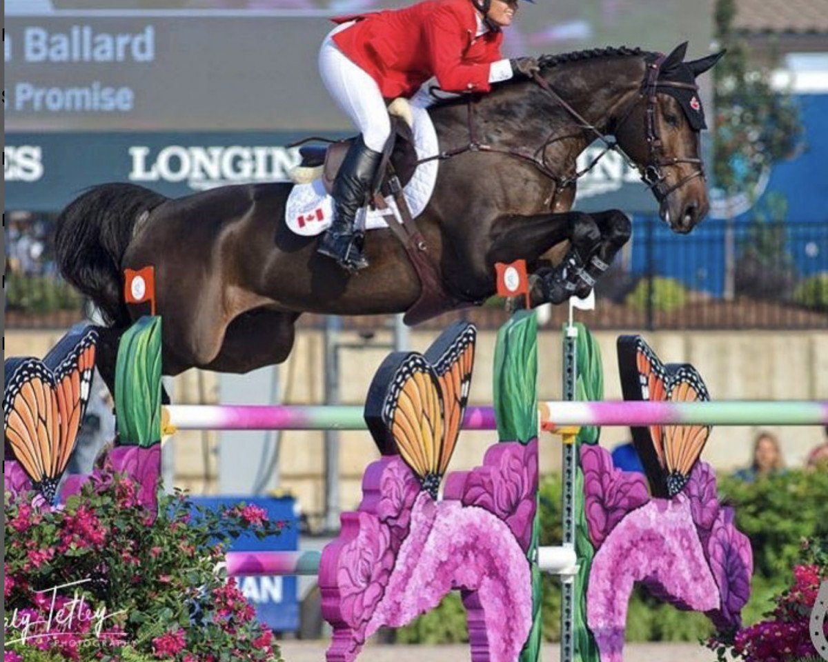 Springpferd Darkos Promise (Irish Sport Horse, 2008, von Unbekannt IR)