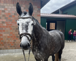 Zuchtstute Matilda K (Holsteiner, 2019, von Catch)