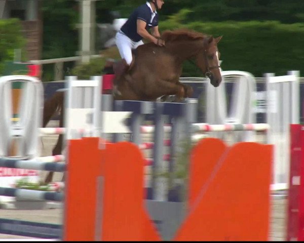 broodmare Caliska de Laumence (Selle Français, 2012, from Le Tot de Semilly)