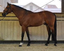 horse Bacchus St Lois (Selle Français, 2011, from Orlando van de Heffinck)