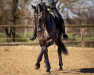 dressage horse Fürstin Maizauber (Hanoverian, 2015, from Fürstenball)