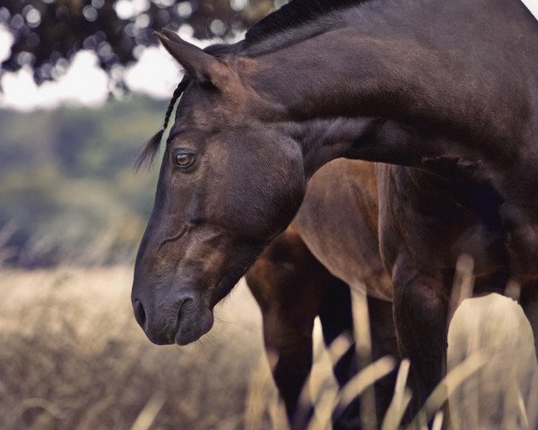 dressage horse Timms Must Have (German Riding Pony, 2015, from Grenzhoehes My Fireball)