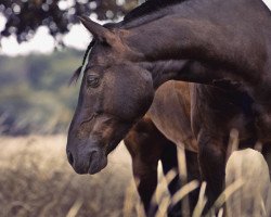 dressage horse Timms Must Have (German Riding Pony, 2015, from Grenzhoehes My Fireball)