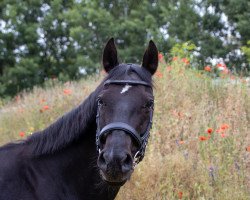 Springpferd Sephora (Hannoveraner, 2011, von Sir Shutterfly)