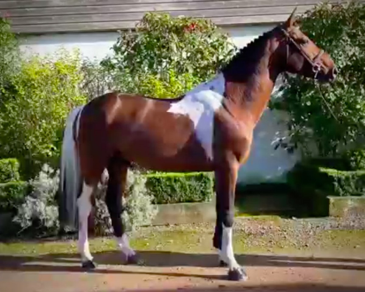 stallion Forever Diamond Epona (Selle Français, 2015, from Action-Breaker)