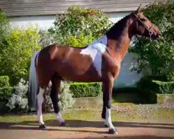 stallion Forever Diamond Epona (Selle Français, 2015, from Action-Breaker)