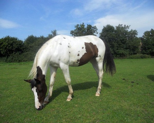 broodmare Goodluck van Erpekom (KWPN (Royal Dutch Sporthorse), 2011, from Umberto van Erpekom)