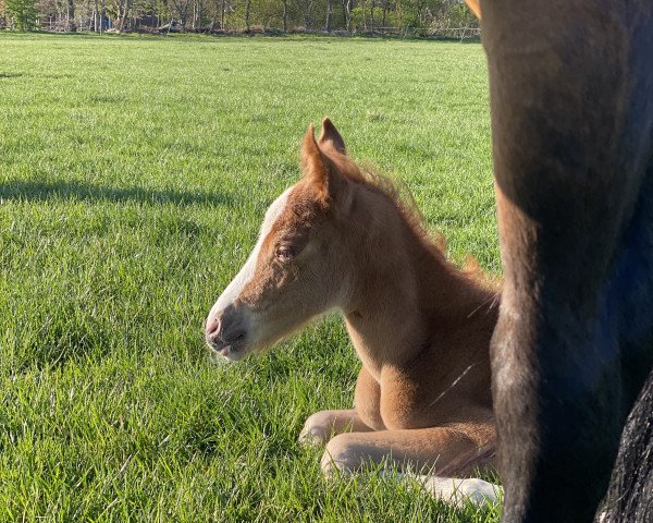 dressage horse Prusseliese K (German Riding Pony, 2022, from Double Jackpot)