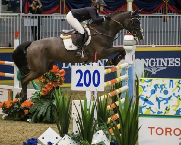 Springpferd Hera van de Kouterhoeve (Belgisches Warmblut, 2007, von Dawson van de Padenborre)