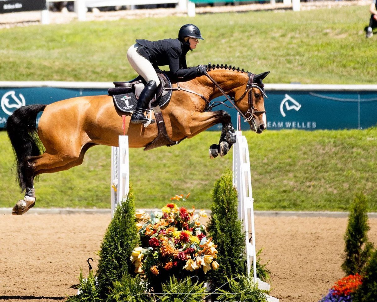 jumper Intro L (KWPN (Royal Dutch Sporthorse), 2013, from Kojak)