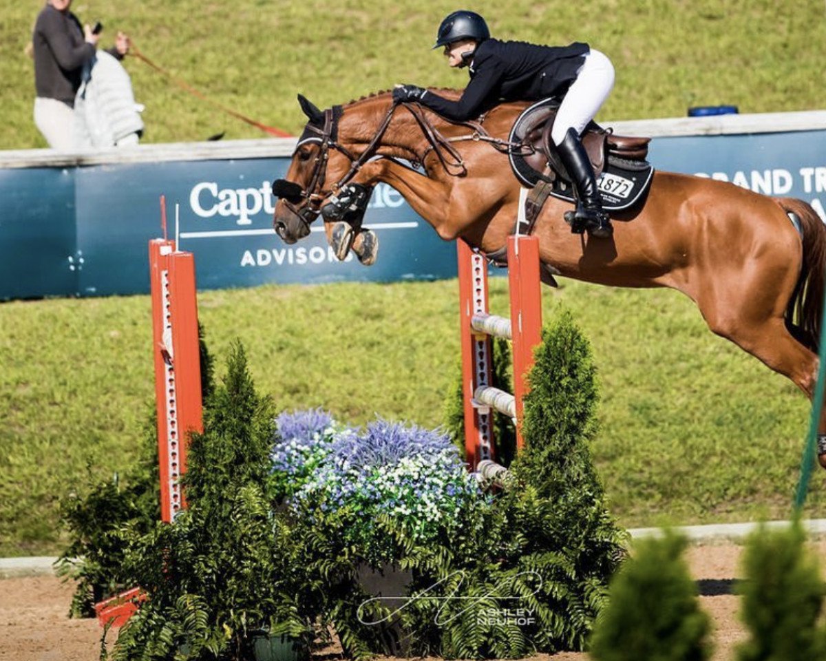 jumper Monty Python De L'Amitie (Belgian Warmblood, 2012, from Emerald van 't Ruytershof)