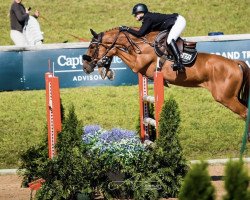 jumper Monty Python De L'Amitie (Belgian Warmblood, 2012, from Emerald van 't Ruytershof)