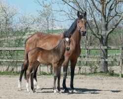 broodmare Fiorella CD (Hanoverian, 2009, from Farewell III)