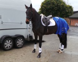 dressage horse Feuer und Flamme R (Hannoveraner, 2009, from Farewell III)