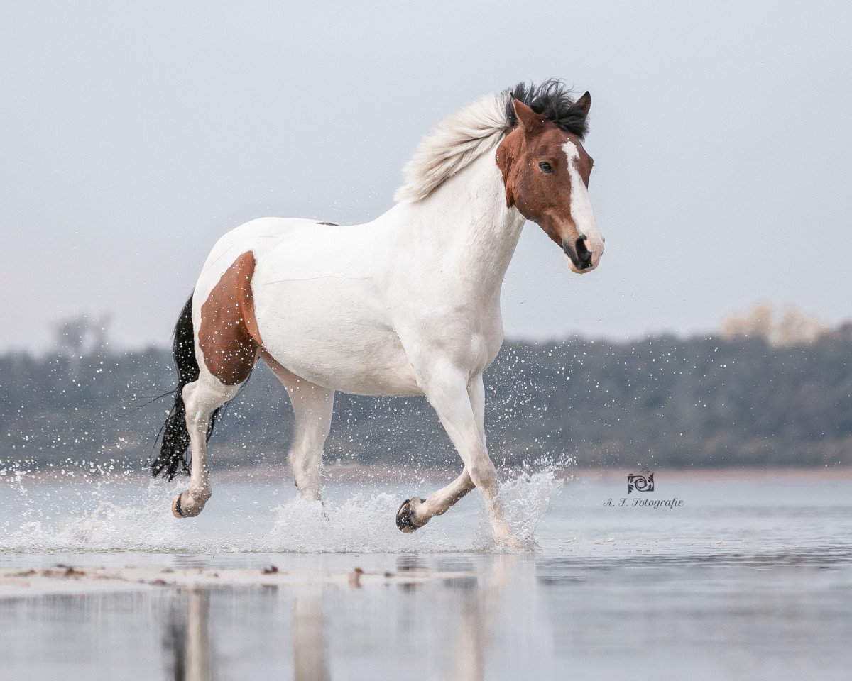 Dressurpferd Golden Boy 170 (Deutsches Reitpony, 2012, von Gladstone)