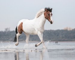 Pferd Golden Boy 170 (Deutsches Reitpony, 2012, von Gladstone)