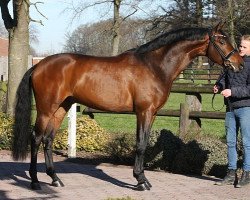 stallion Galleria's Fürst Belissimo (Westphalian, 2019, from Fürst Samarant)