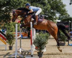 Springpferd Diva Deluxe S (KWPN (Niederländisches Warmblut), 2012, von California W Z)