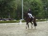 dressage horse Dayman 4 (Westphalian, 2012, from Daily Deal)