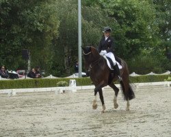 dressage horse Dayman 4 (Westphalian, 2012, from Daily Deal)