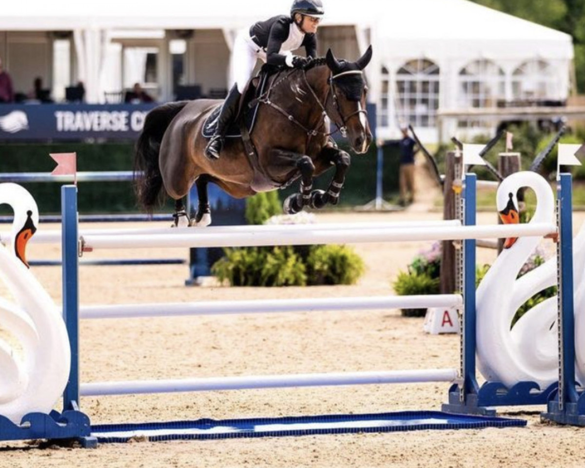 jumper One Way vd Molendreef (Belgian Warmblood, 2014, from Kafka vd Heffinck)