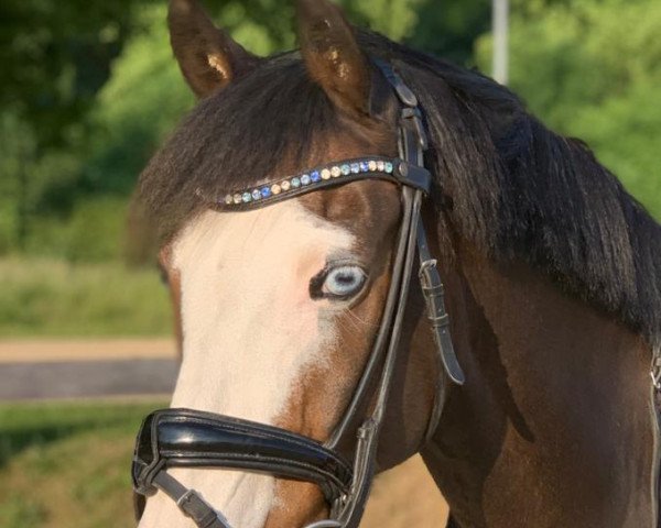stallion Virgil Hill (German Riding Pony, 2004, from Valido)