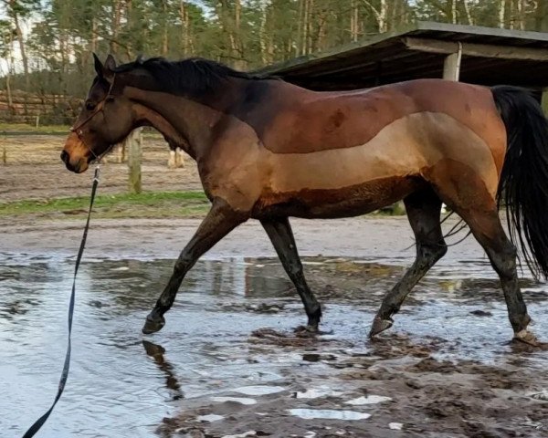 dressage horse Peppels (German Warmblood, 2010, from Accent S)