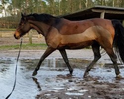 horse Peppels (German Warmblood, 2010, from Accent S)