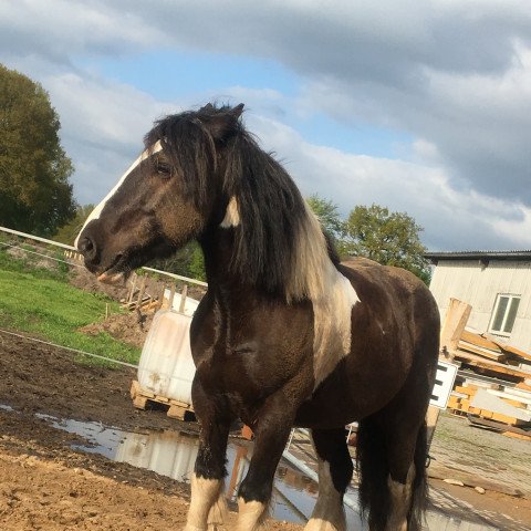 horse Percy (Tinker / Irish Cob / Gypsy Vanner, 2012)