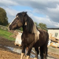 Pferd Percy (Tinker / Irish Cob / Gypsy Vanner, 2012)