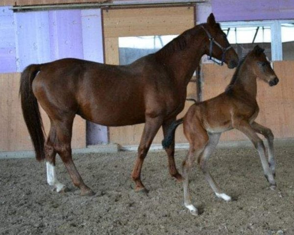 broodmare Pantani (German Warmblood, 2001, from Rutilus)