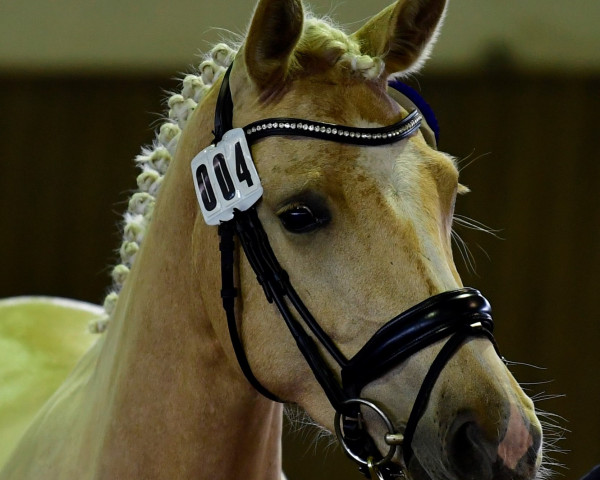 Zuchtstute Call me Cinderella B (Deutsches Reitpony, 2020, von Gigabyte)