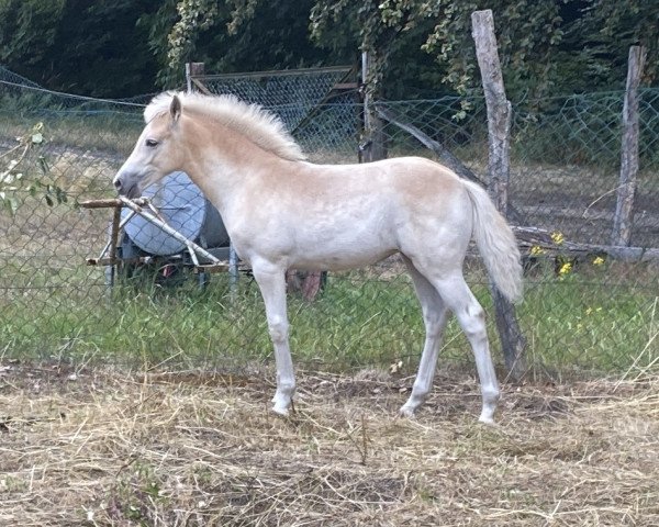 dressage horse Starlight (Haflinger, 2023, from Stano)