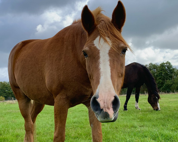 horse Jack (German Riding Pony, 2003)