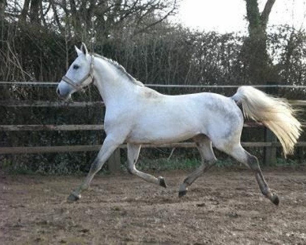 stallion Guepard d'Authieux (Selle Français, 1994, from Ithuriel x)