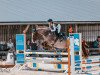 jumper Del Gardo (German Riding Pony, 2017, from Del Piero 25)