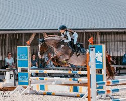 jumper Del Gardo (German Riding Pony, 2017, from Del Piero 25)