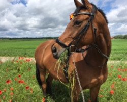 Zuchtstute Caramel (Österreichisches Warmblut, 2007, von Cadeau)