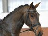 dressage horse It's Showtime 12 (Oldenburg, 2018, from Indian Rock)