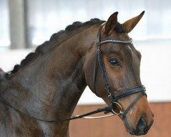 dressage horse It's Showtime 12 (Oldenburg, 2018, from Indian Rock)